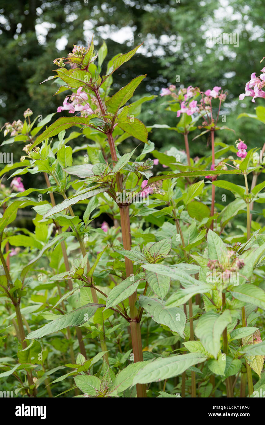 L'Himalayan Balsamina Impatiens glandulifera, in fiore sulle rive di un fiume, North Yorkshire, Regno Unito. Considerato un erbaccia Foto Stock