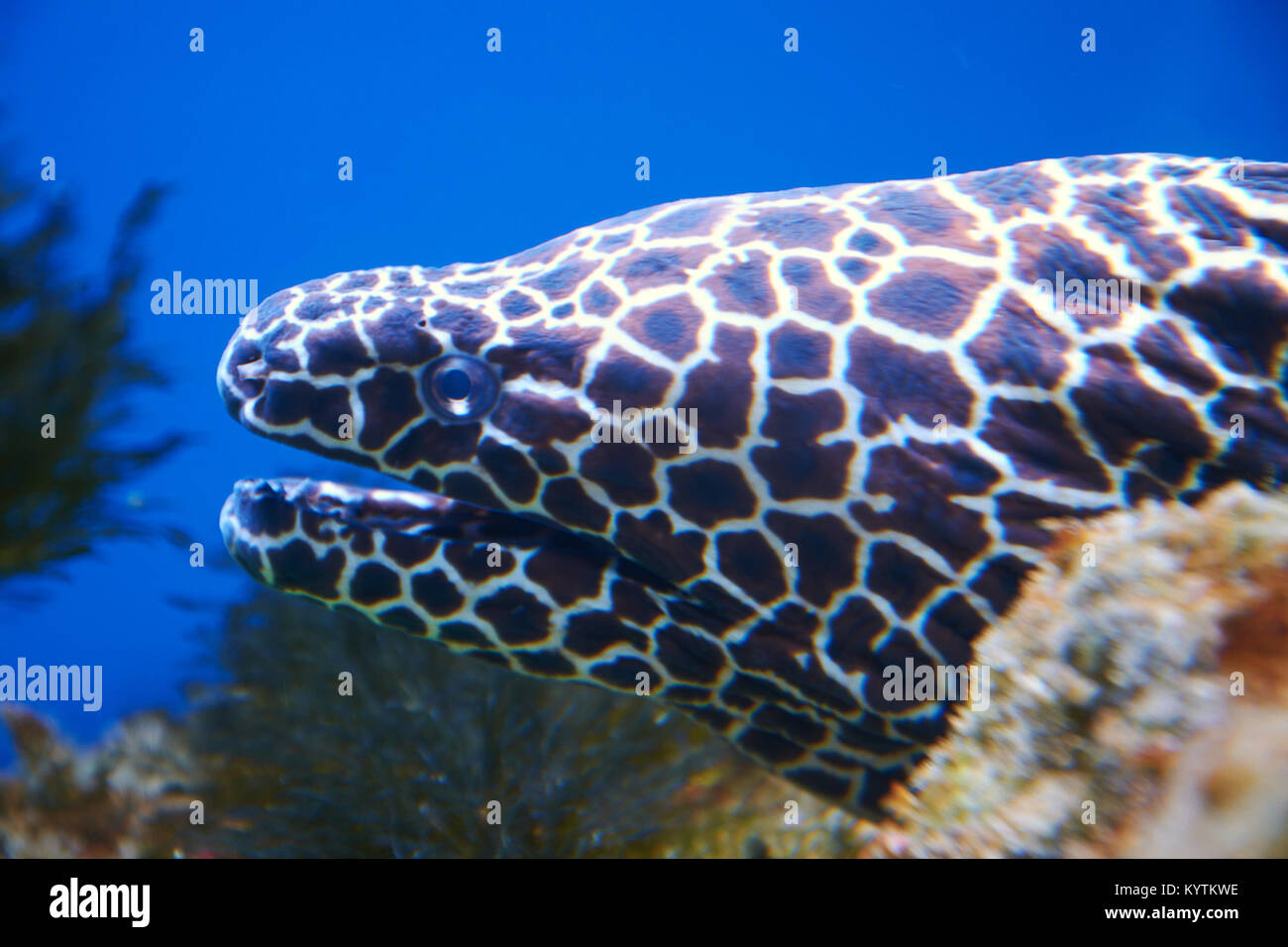 Legare moray eel (Gymnothorax favagineus) testa close-up Foto Stock
