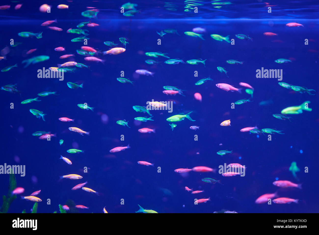 Molti luminose Danio pesci in acqua blu Foto Stock