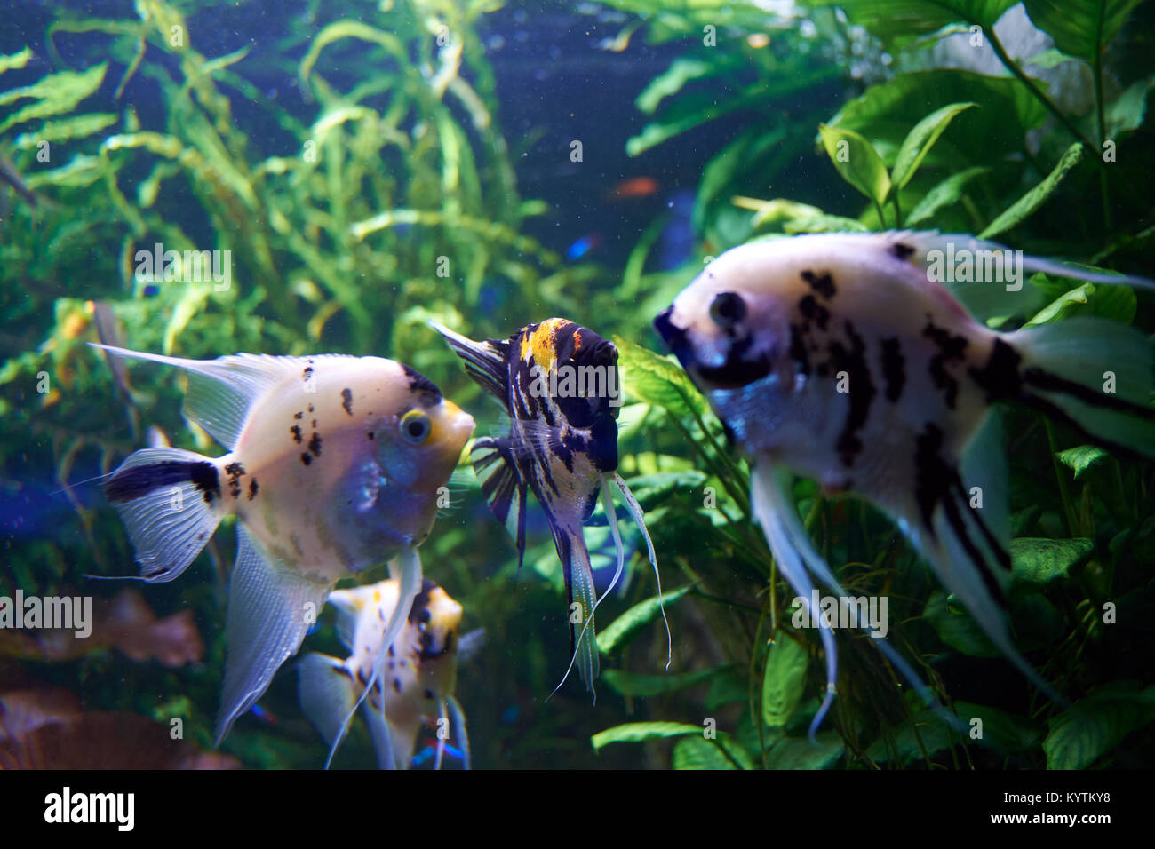 Pterophyllum. Pesci di acqua dolce della famiglia Cichlidae noto alla maggior parte degli acquaristi come angelfish. Foto Stock