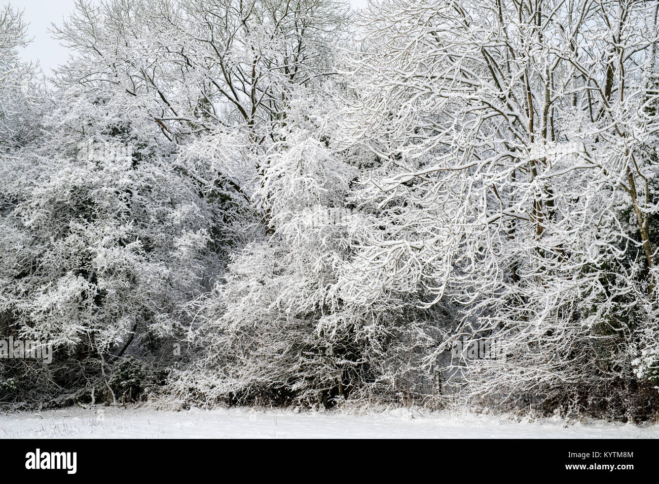 Alberi invernali nella neve nella campagna del cotswold. Cotswolds, Gloucestershire, Inghilterra Foto Stock