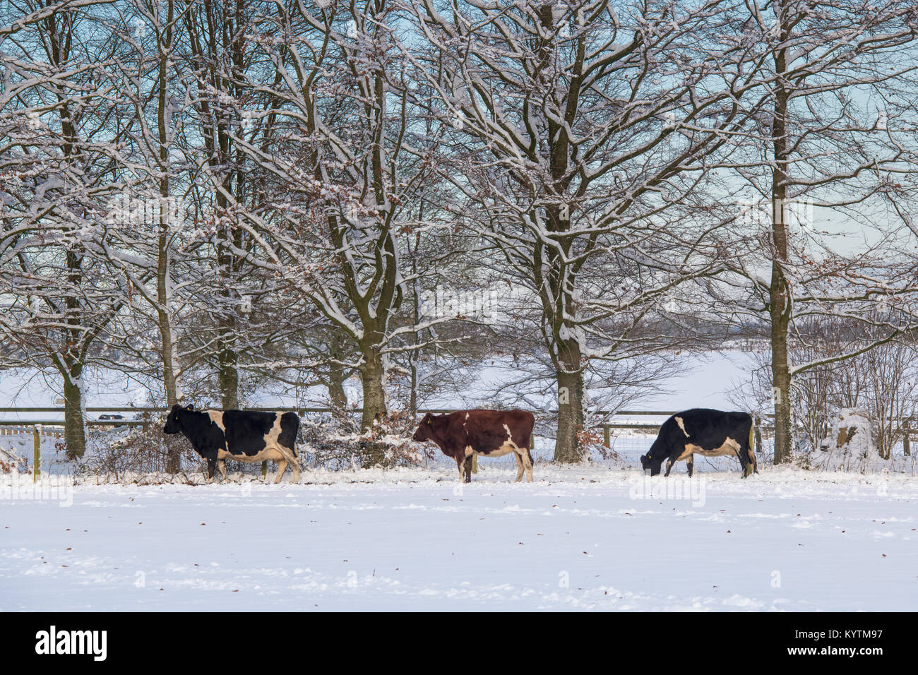 Tre mucche e alberi invernali nella neve nella campagna del cotswold. Cotswolds, Gloucestershire, Inghilterra. Foto Stock