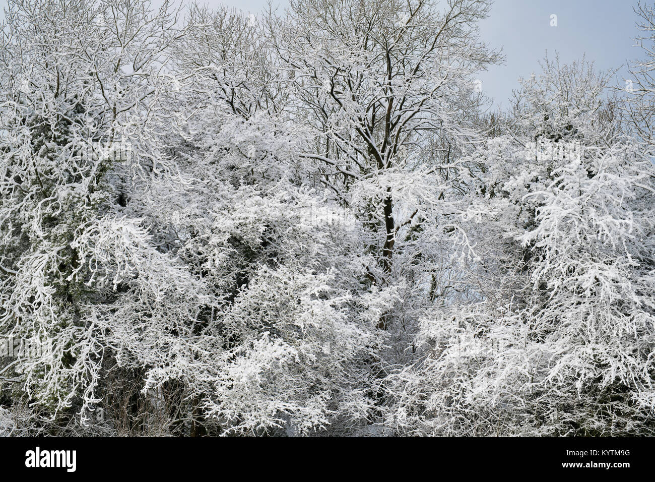 Alberi invernali nella neve nella campagna del cotswold. Cotswolds, Gloucestershire, Inghilterra Foto Stock