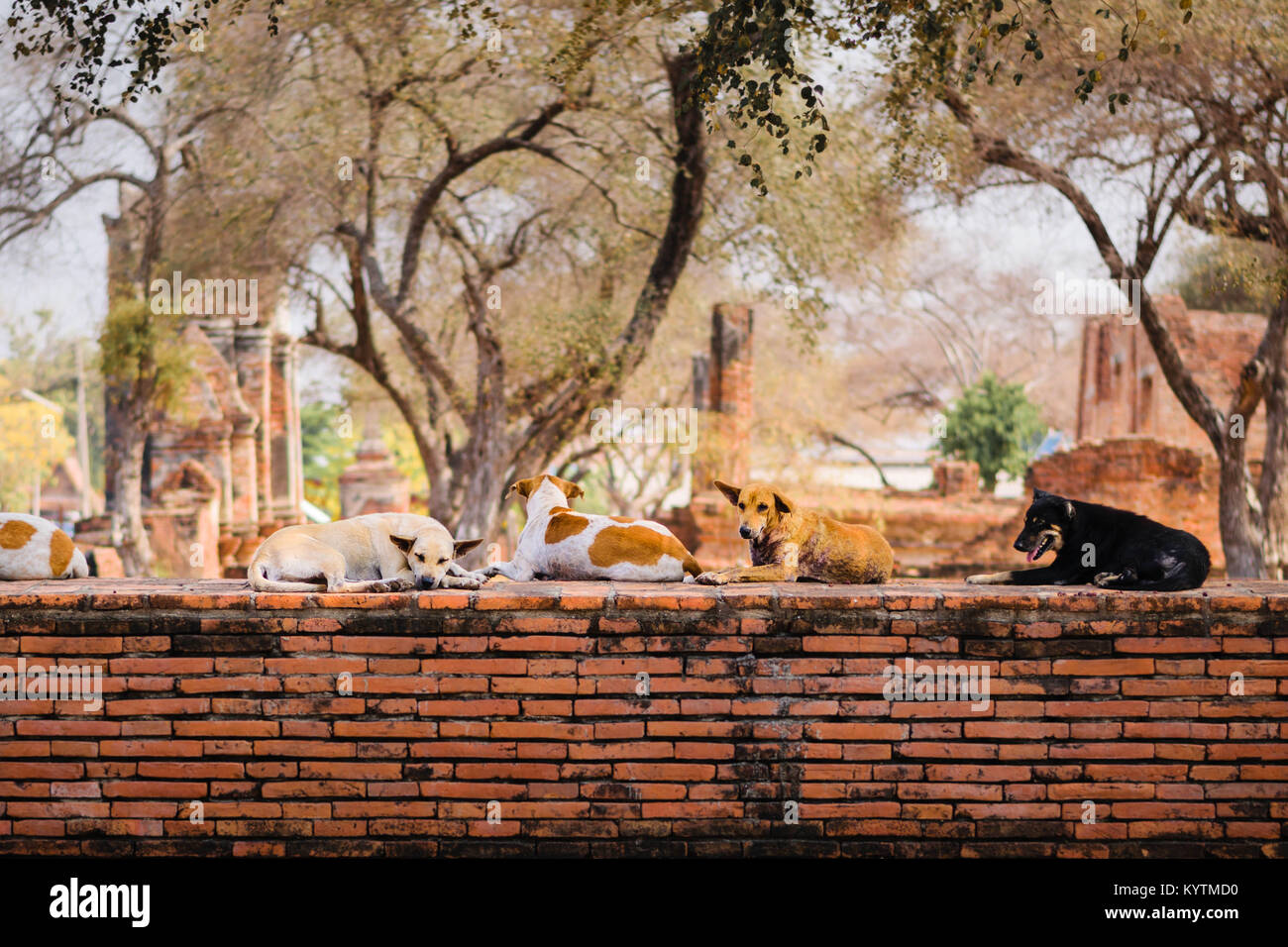 I cani randagi crouch su una parete precinct intorno al Wat Phra Ram tempio in Ayutthaya, Thailandia. Foto Stock