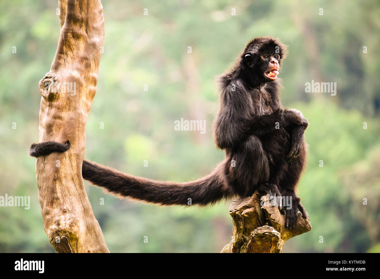 Il Ragno Nero scimmia da sola ritratto, con la bocca aperta e lunga coda, seduto su un pezzo di legno con gambe incrociate fissando all'orizzonte. Mos di sfondo Foto Stock