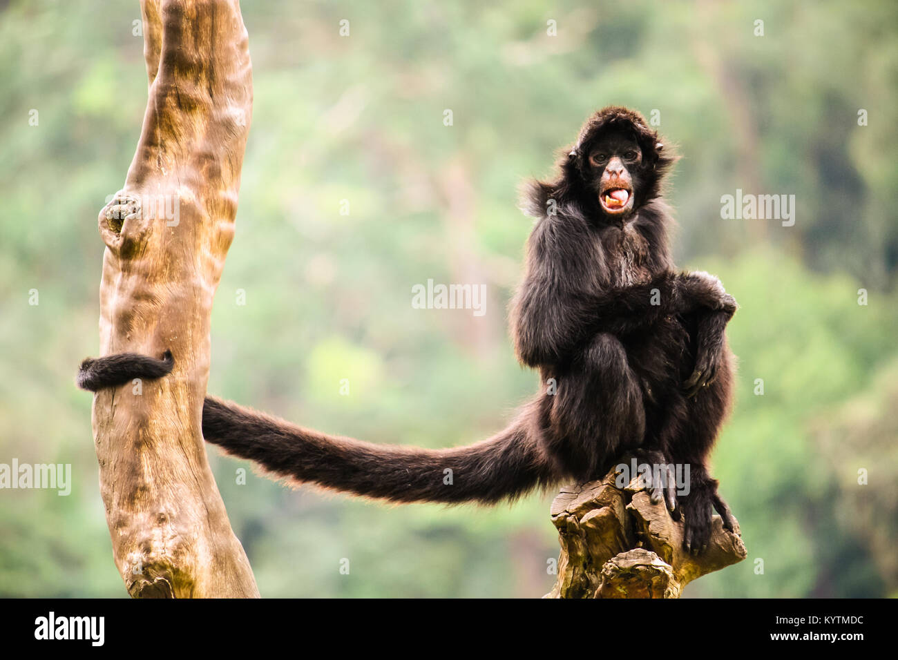 Il Ragno Nero scimmia da sola ritratto, con la bocca aperta e lunga coda, seduto su un pezzo di legno con gambe incrociate fissando la telecamera. La maggior parte di sfondo Foto Stock