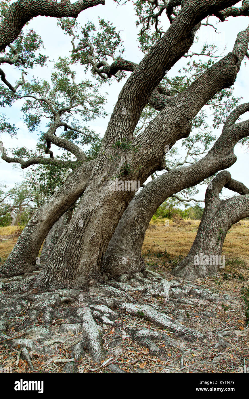 Coastal Life Oak Trees mostra radici esposte 'Quercus virginiana' Goose Island state Park. Foto Stock