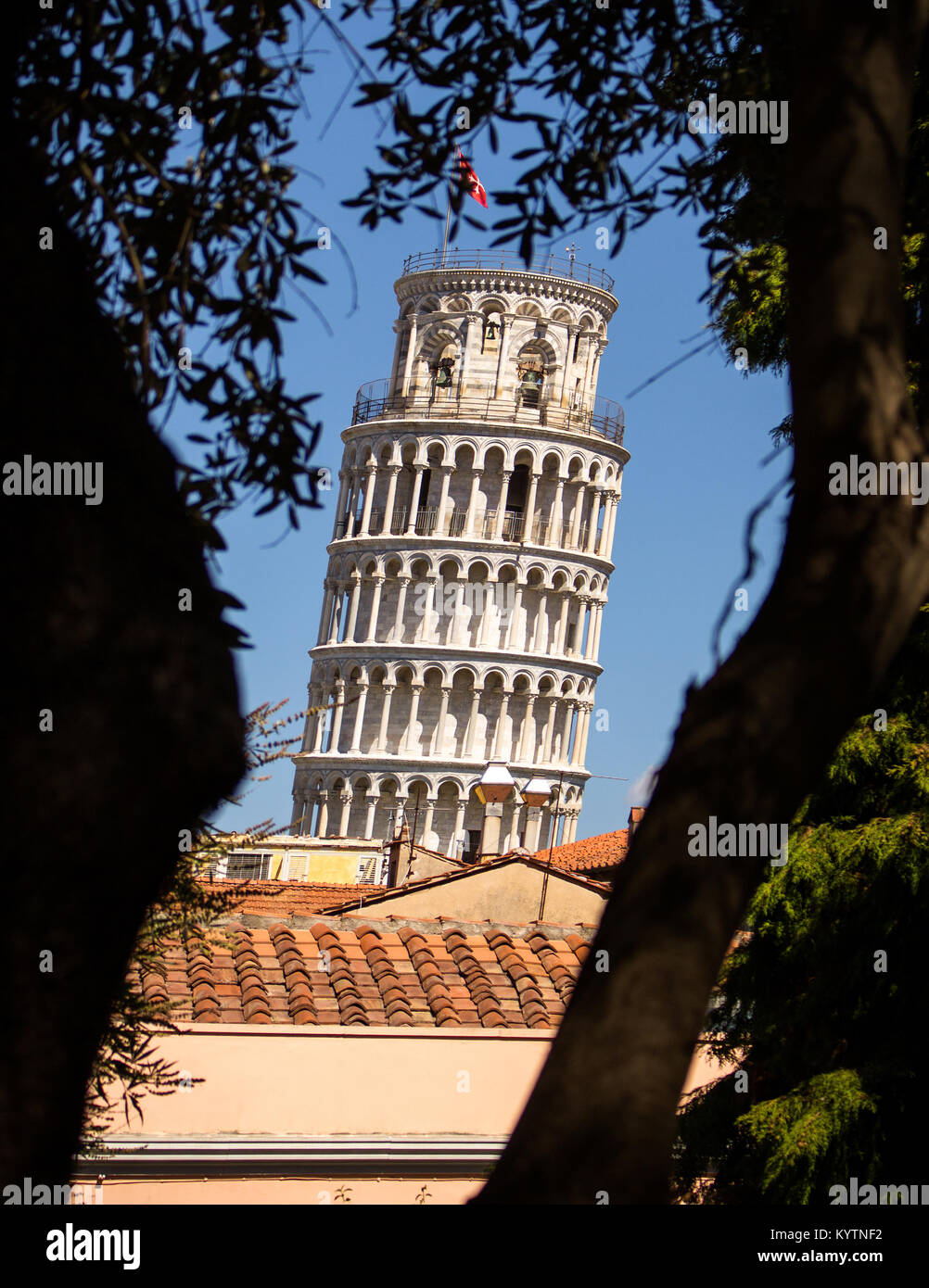 Torre pendente di Pisa tra due ceppi di alberi - lunga inquadratura della torre pendente di Pisa tra due ceppi di alberi dal giardino botanico Foto Stock