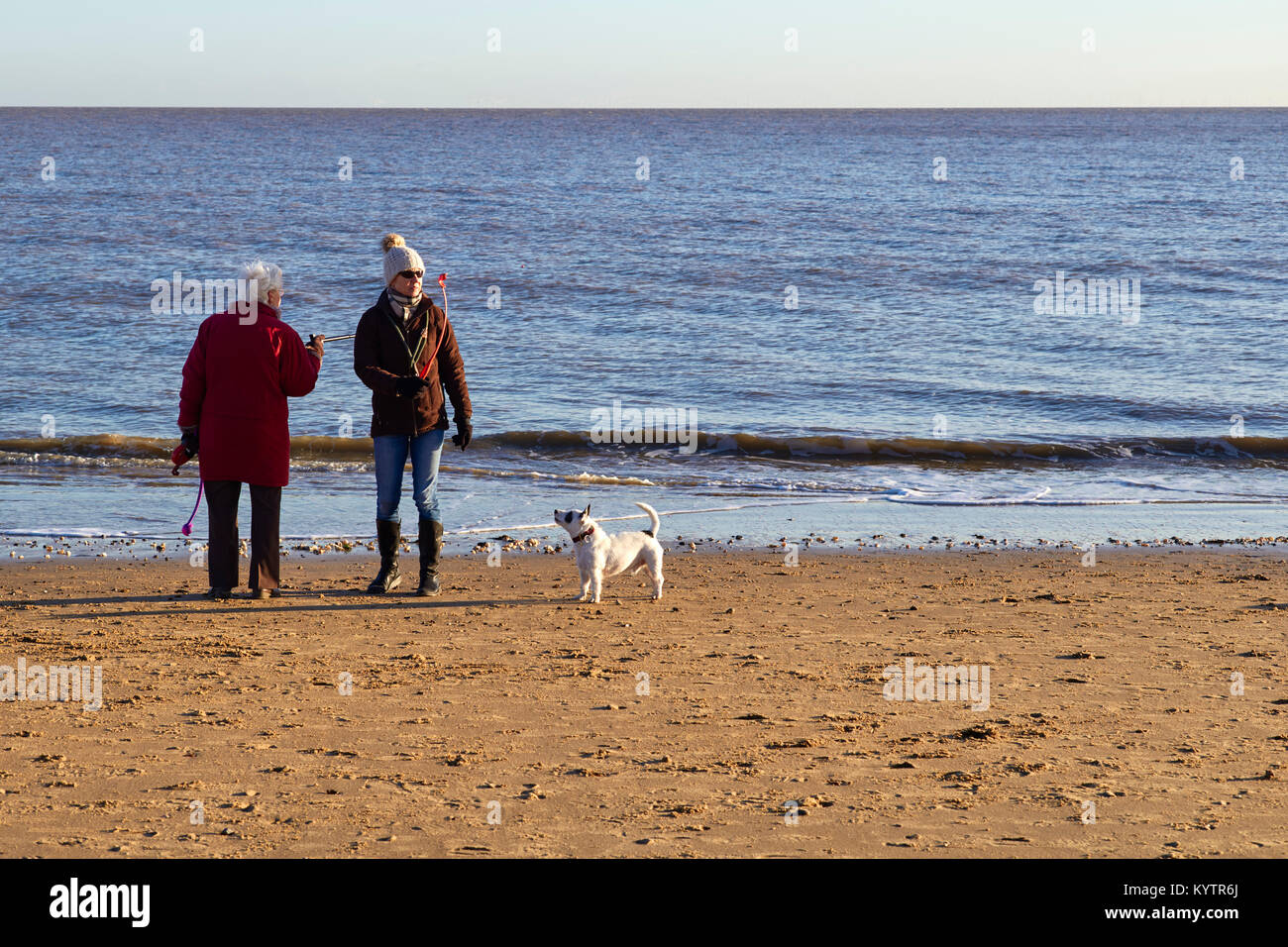Dog walkers sul FRINTON ON SEA BEACH Foto Stock