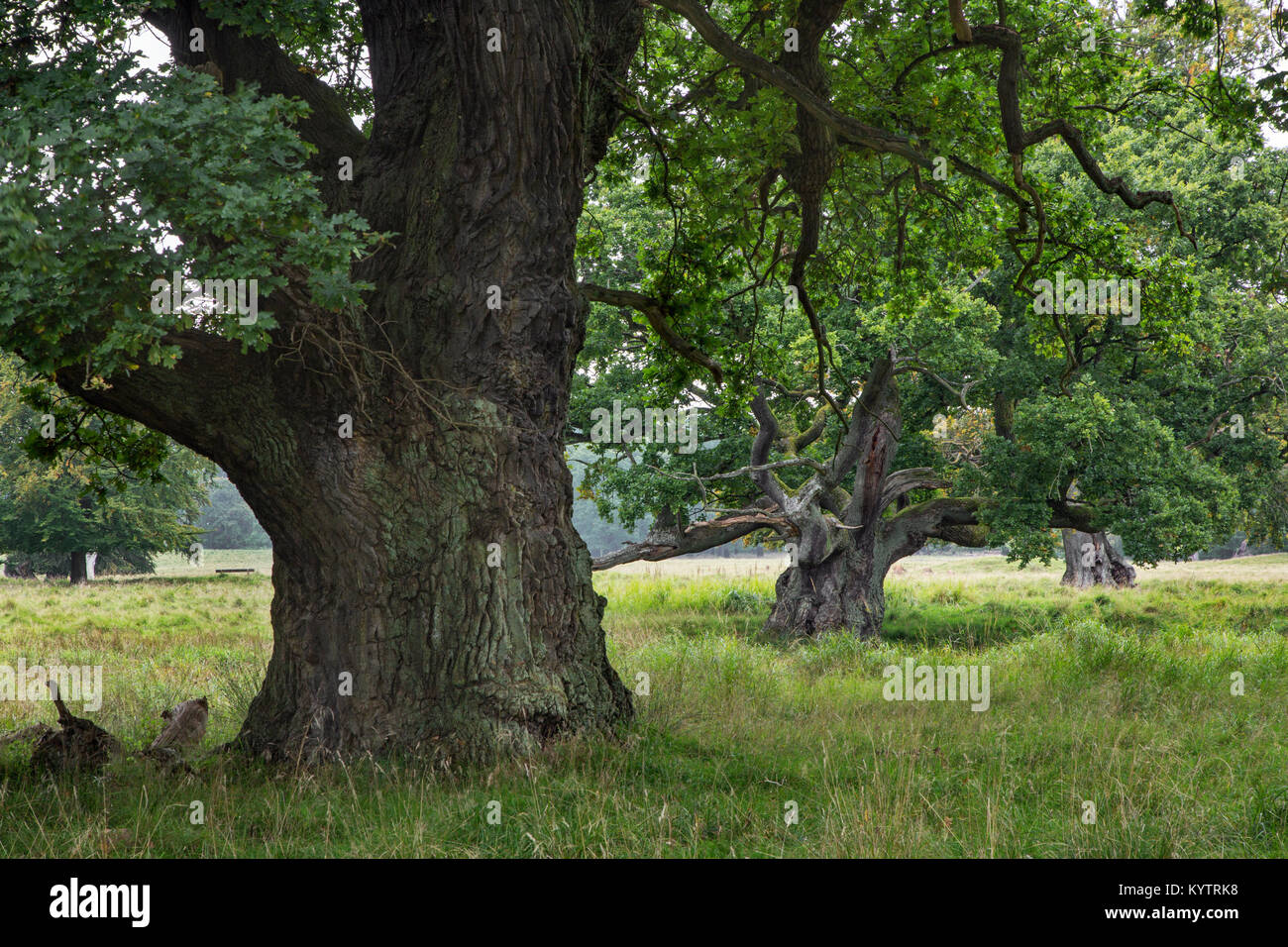 Antica secolari querce inglese / pedunculate alberi di quercia (Quercus robur) in Jaegersborg Dyrehave / Dyrehaven vicino a Copenhagen, Danimarca Foto Stock