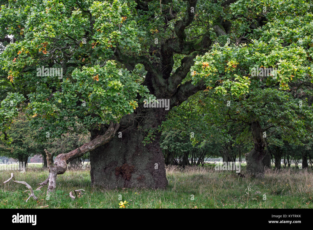 Antica secolare quercia inglese / pedunculate alberi di quercia (Quercus robur) in Jaegersborg Dyrehave / Dyrehaven vicino a Copenhagen, Danimarca Foto Stock