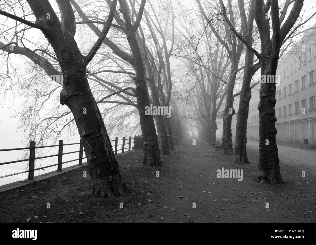 Józef Zwierzycki boulevard di Wroclaw - viale di platani in una nebbiosa giornata d'autunno. Foto Stock
