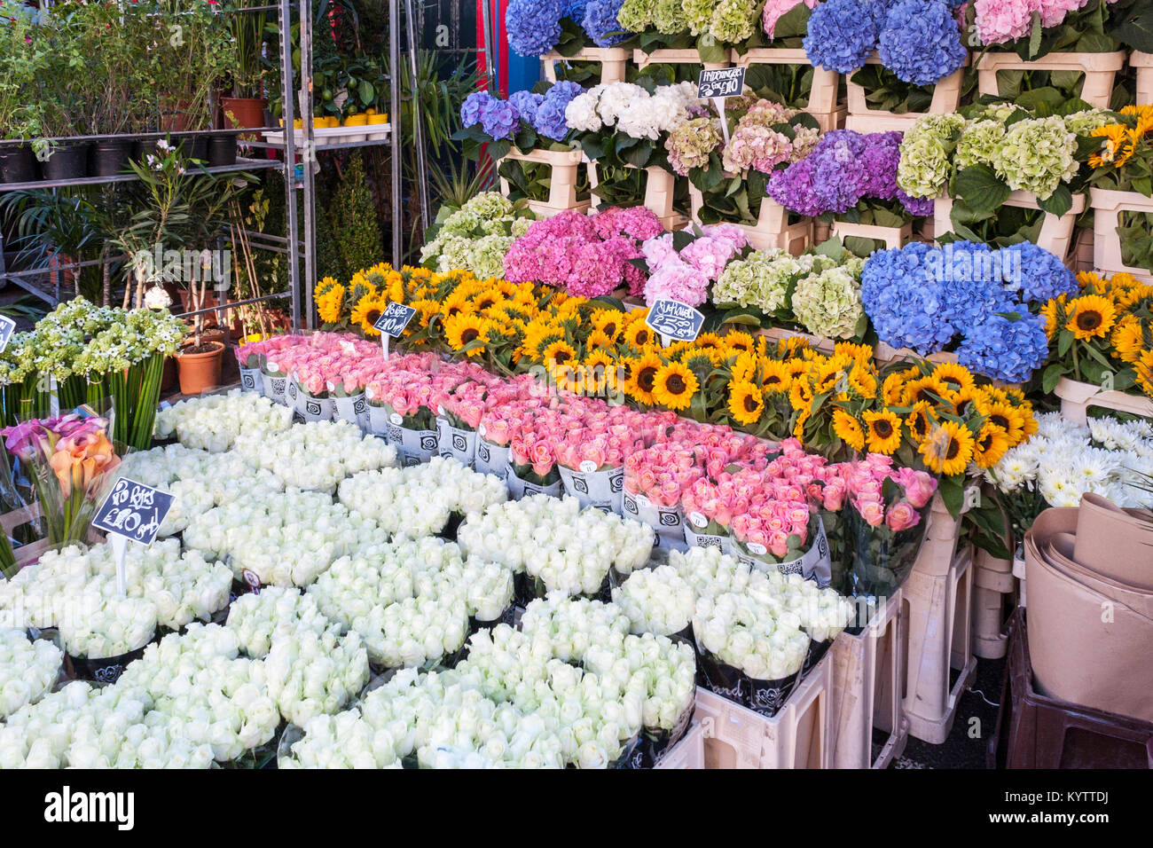 Columbia Road Flower Market Stall Without People, Columbia Rd, Londra, Inghilterra, GB, Regno Unito Foto Stock