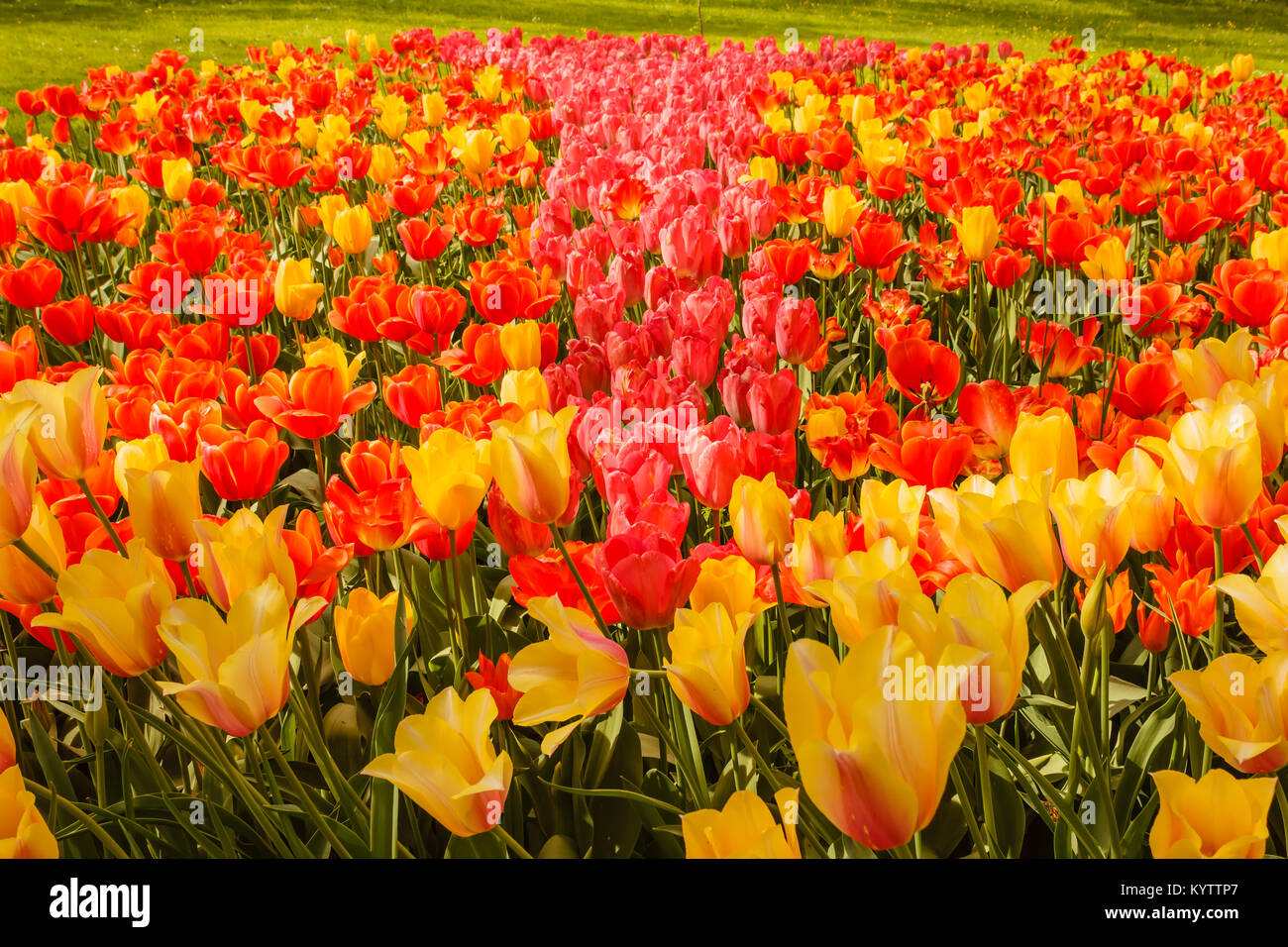 Una distesa di tulipani colorati illuminata dal sole Foto Stock