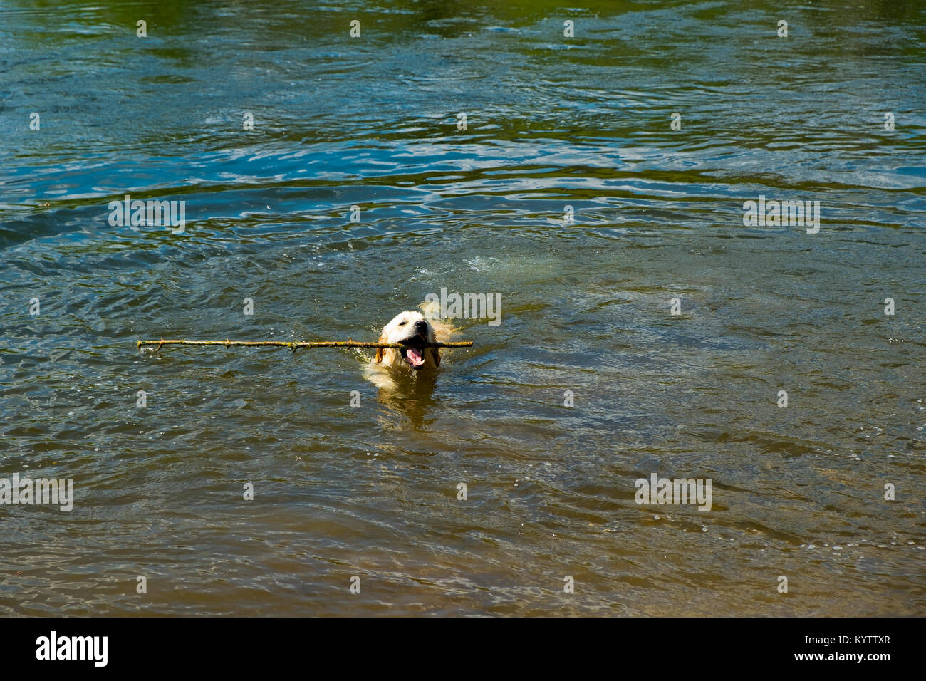 Un giocoso giovani Golden Retriever cani nuota verso la riva del fiume con il bastone ha recuperato Foto Stock