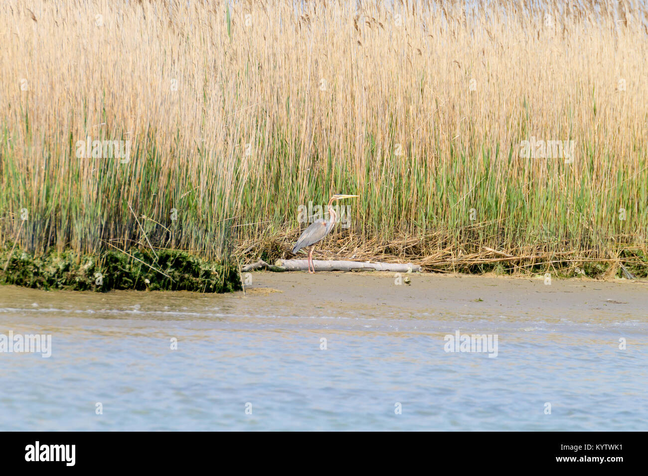 Airone rosso vicino fino dal fiume Po laguna, Italia. Per gli uccelli migratori. Natura italiana Foto Stock