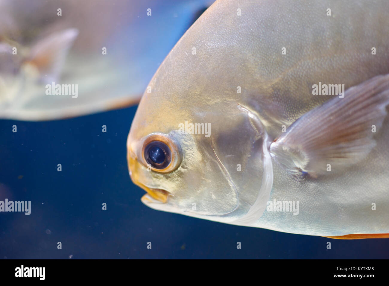 Testa di Pompano. Argento con pesce giallo lungo le pinne in acquario marino Foto Stock