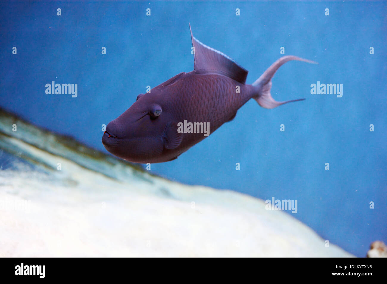 Odonus niger noto anche come il red-dentata pesci balestra è un pesci balestra del tropicale Indo-pacifico area, l'unico membro del suo genere Foto Stock