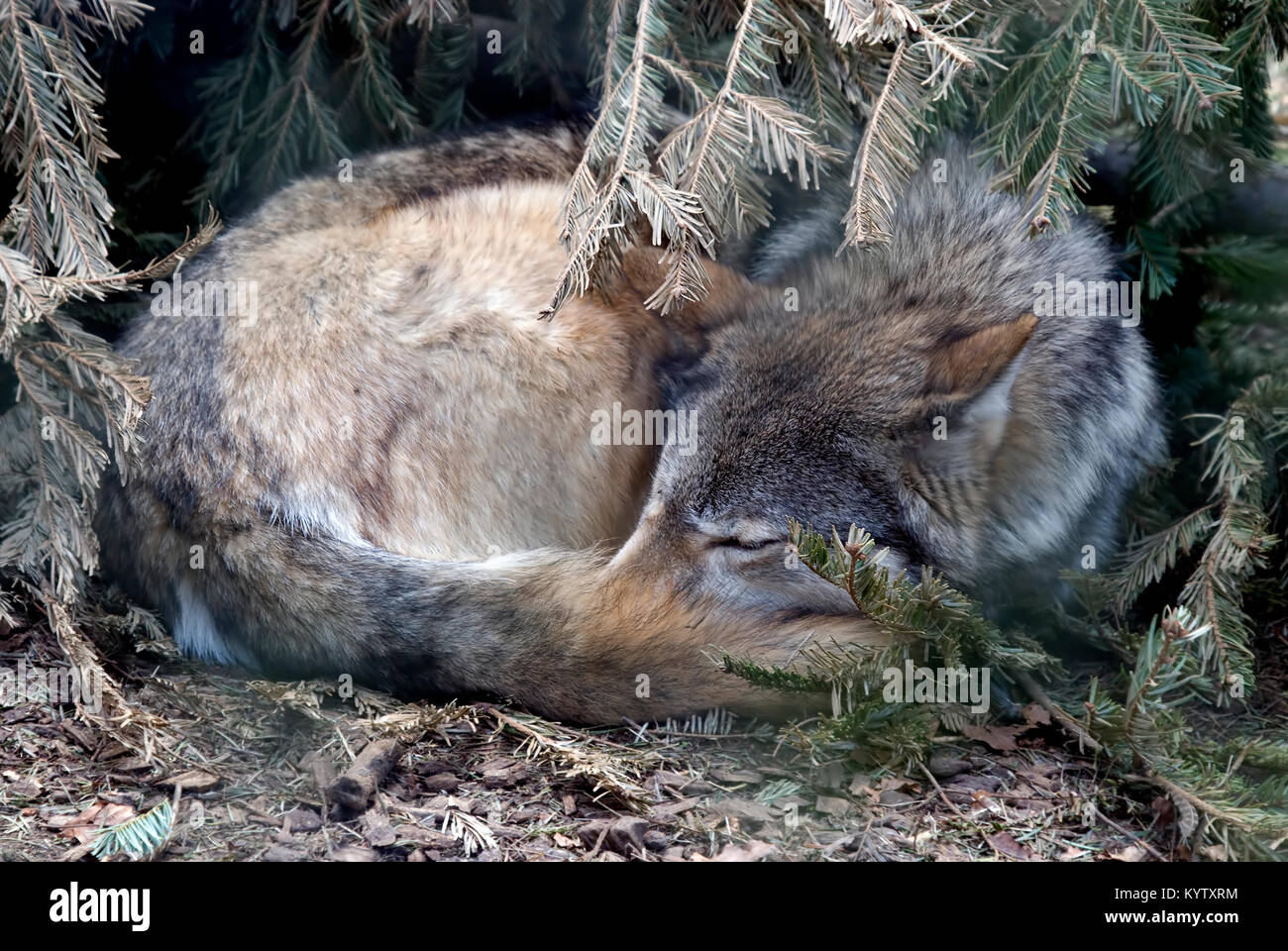 Un pelo legname canadese Wolf raggomitolati al di sotto di una boccola Foto Stock