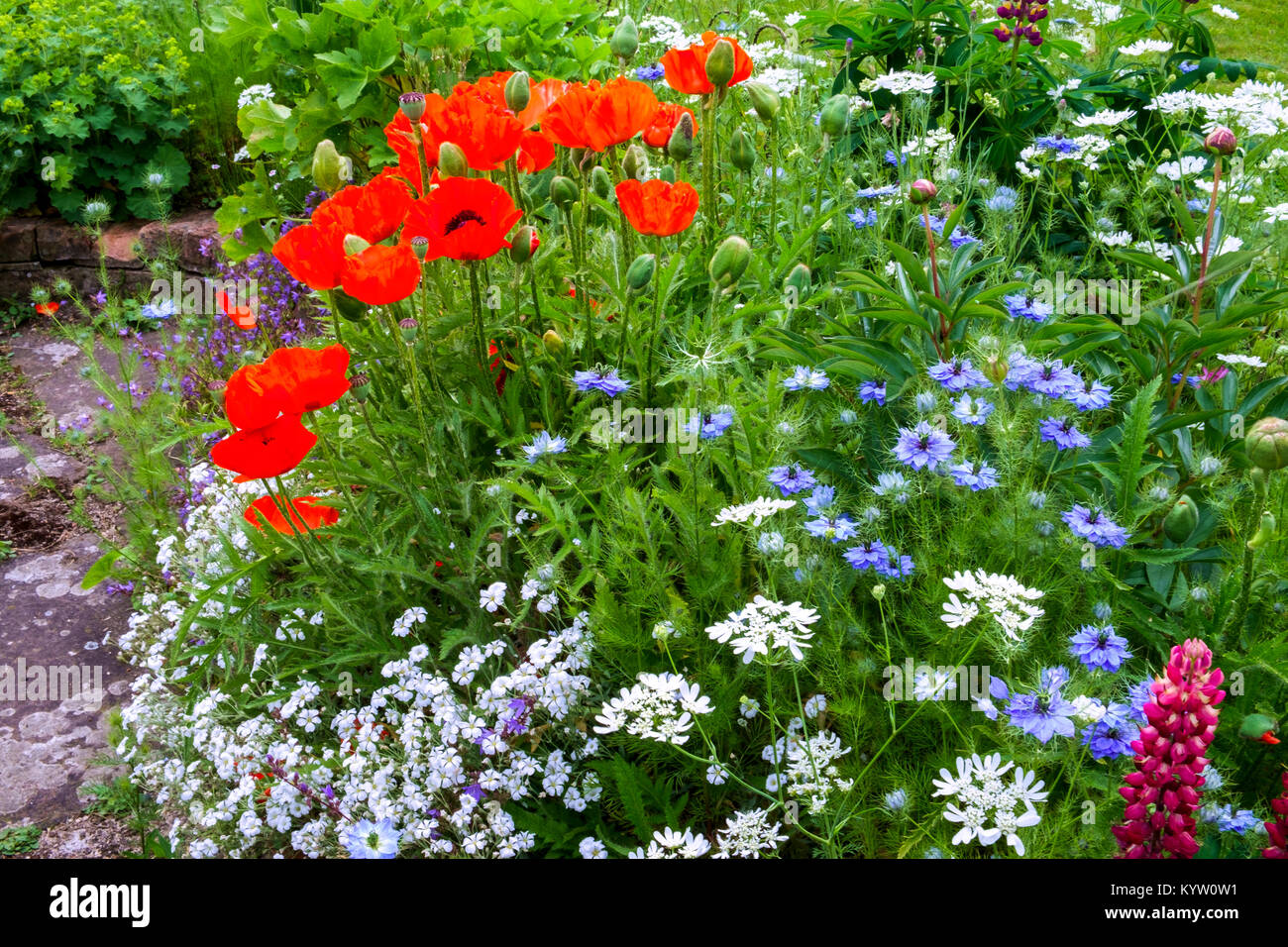 Estate colorati UK Garden cottage confine con papavero e di amore nella nebbia Foto Stock
