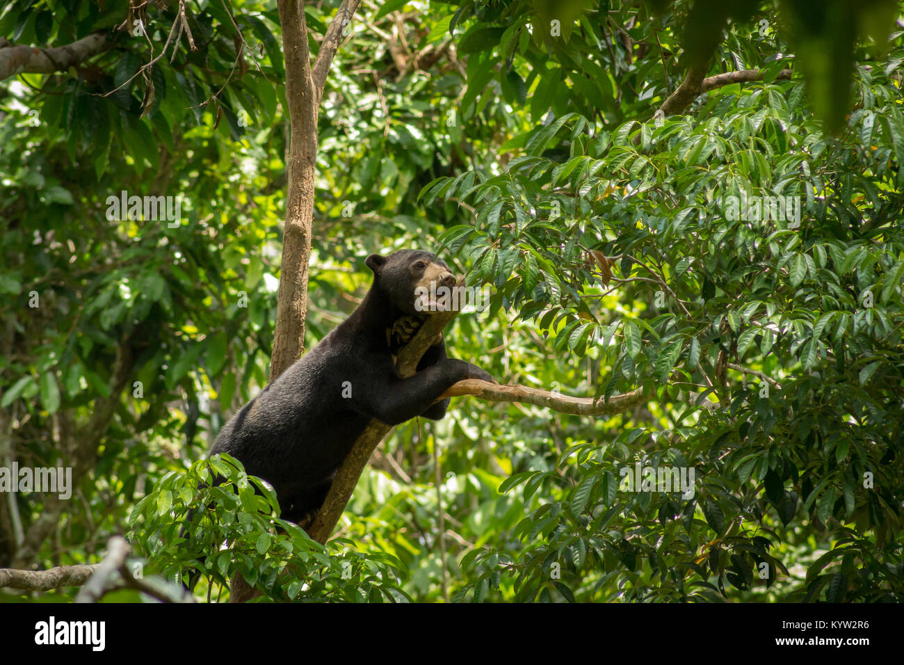 Sun poggiano su di un ramo di albero tra foglie a Bornean Sun Bear Conservation Centre Sepilok a Sabah, Borneo Malaysia Foto Stock