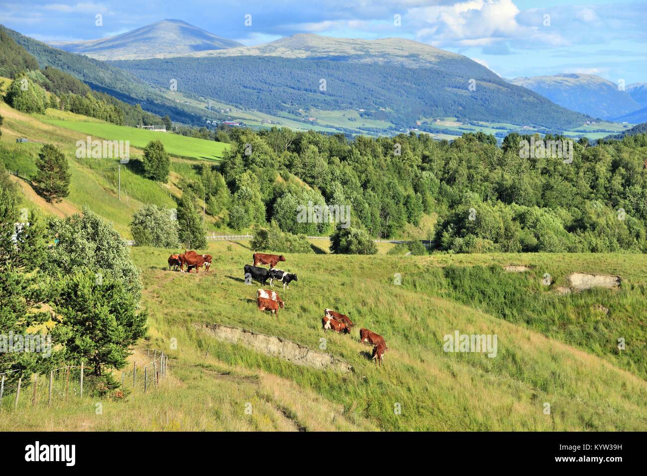 Bovini in Norvegia. Area agricola nella regione di Oppland. Foto Stock
