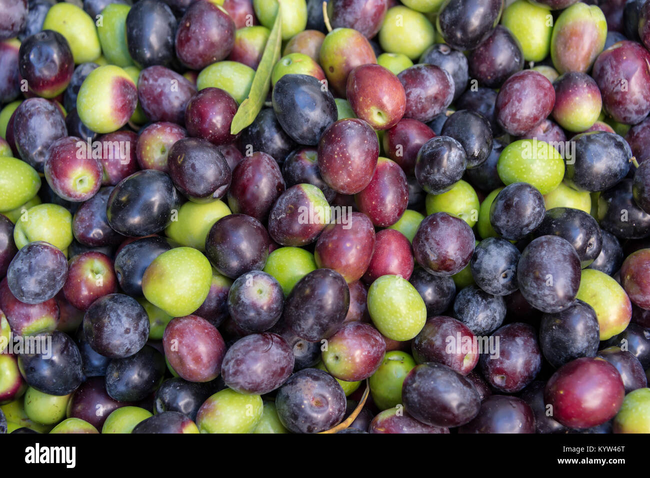 Sfondo di colore verde e nero olive fresche Foto Stock