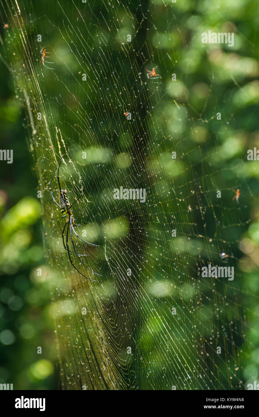 Nephila pilipes spider sul web Foto Stock