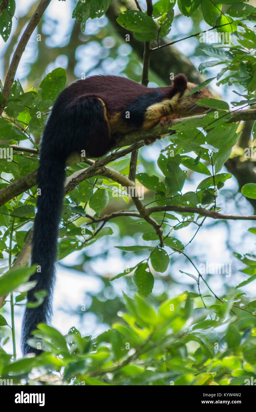 Il gigante indiano scoiattolo Foto Stock