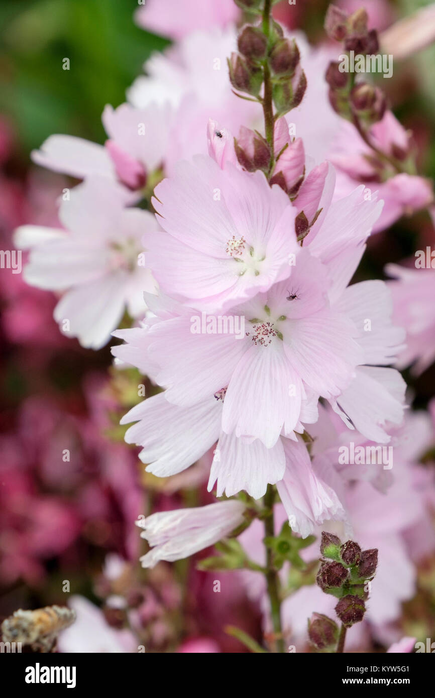 I picchi di fiori di prateria o malva Sidalcea 'elsie heugh' (Checcurbloom) crescere all'aperto in estate. Inghilterra, Regno Unito, Gran Bretagna Foto Stock