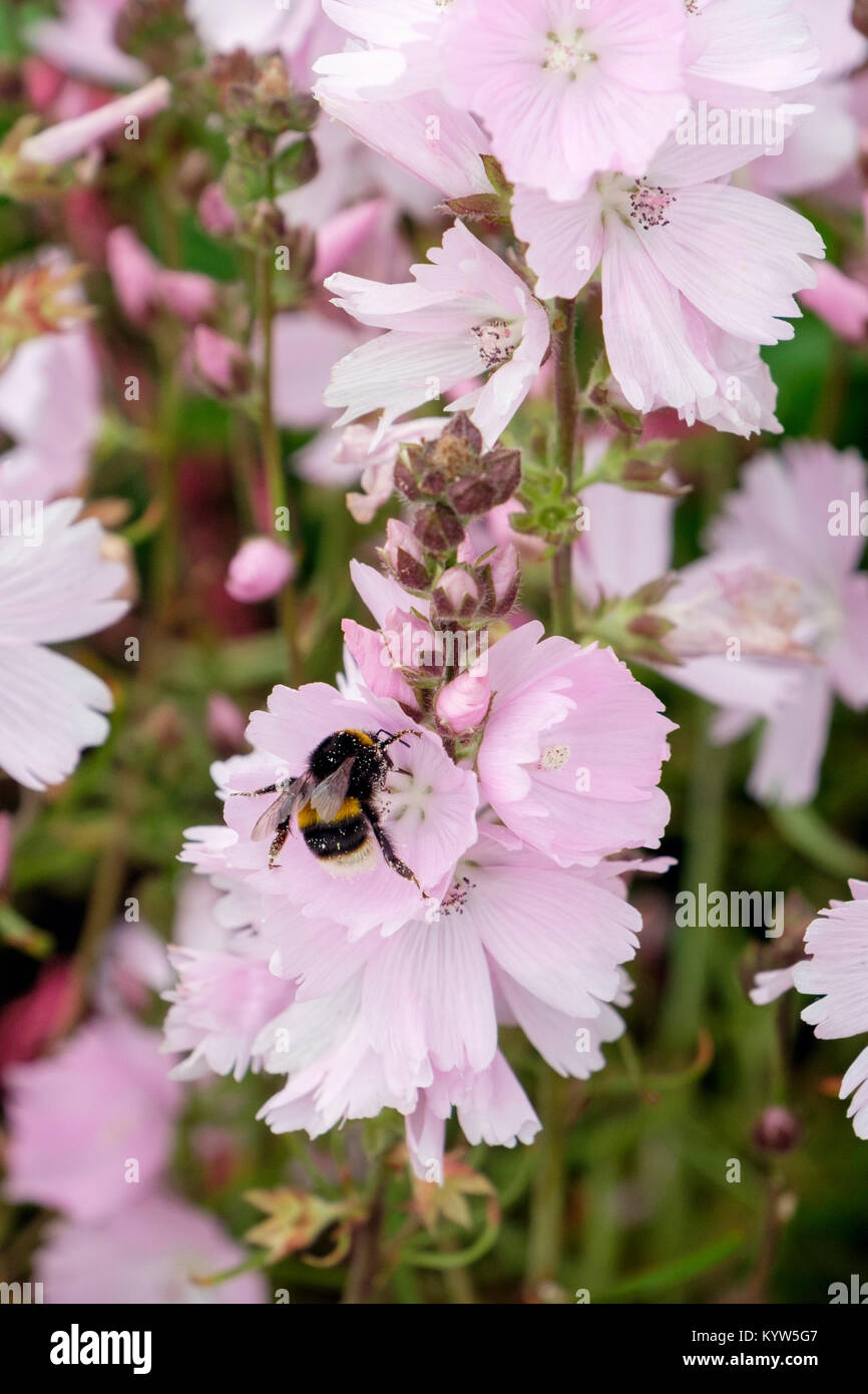 Bumble Bee contemplati nella alimentazione di polline su Prairie malva o Sidalcea 'elsie heugh' Fiore giardino d'estate. Inghilterra, Regno Unito, Gran Bretagna Foto Stock