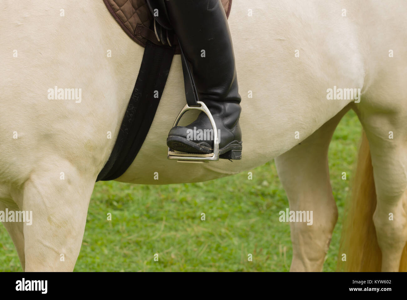 Close up di cuoio stivali da cavallo in staffe su una cremello colorati di cavalli purosangue Foto Stock