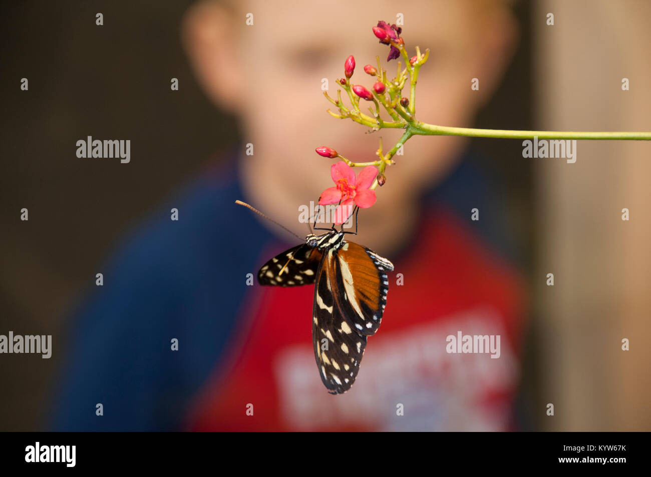 Bambino guardando butterfly Foto Stock
