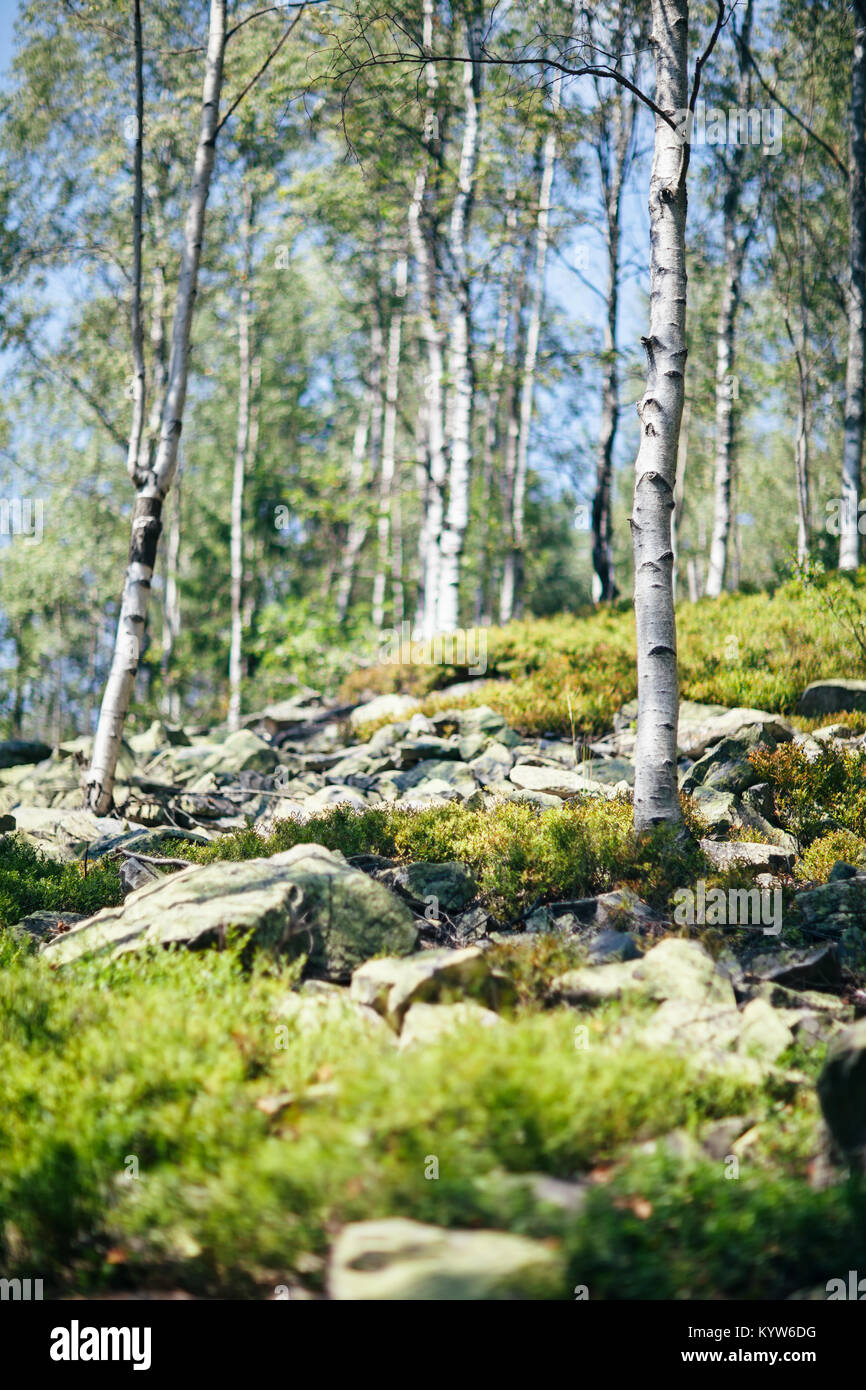 Pezzo di natura selvaggia con bush, pietre e di betulla closeup. Calma naturale paesaggio nella foresta sul giorno di sole. Serena, bel paesaggio panoramico. Natura backgr Foto Stock