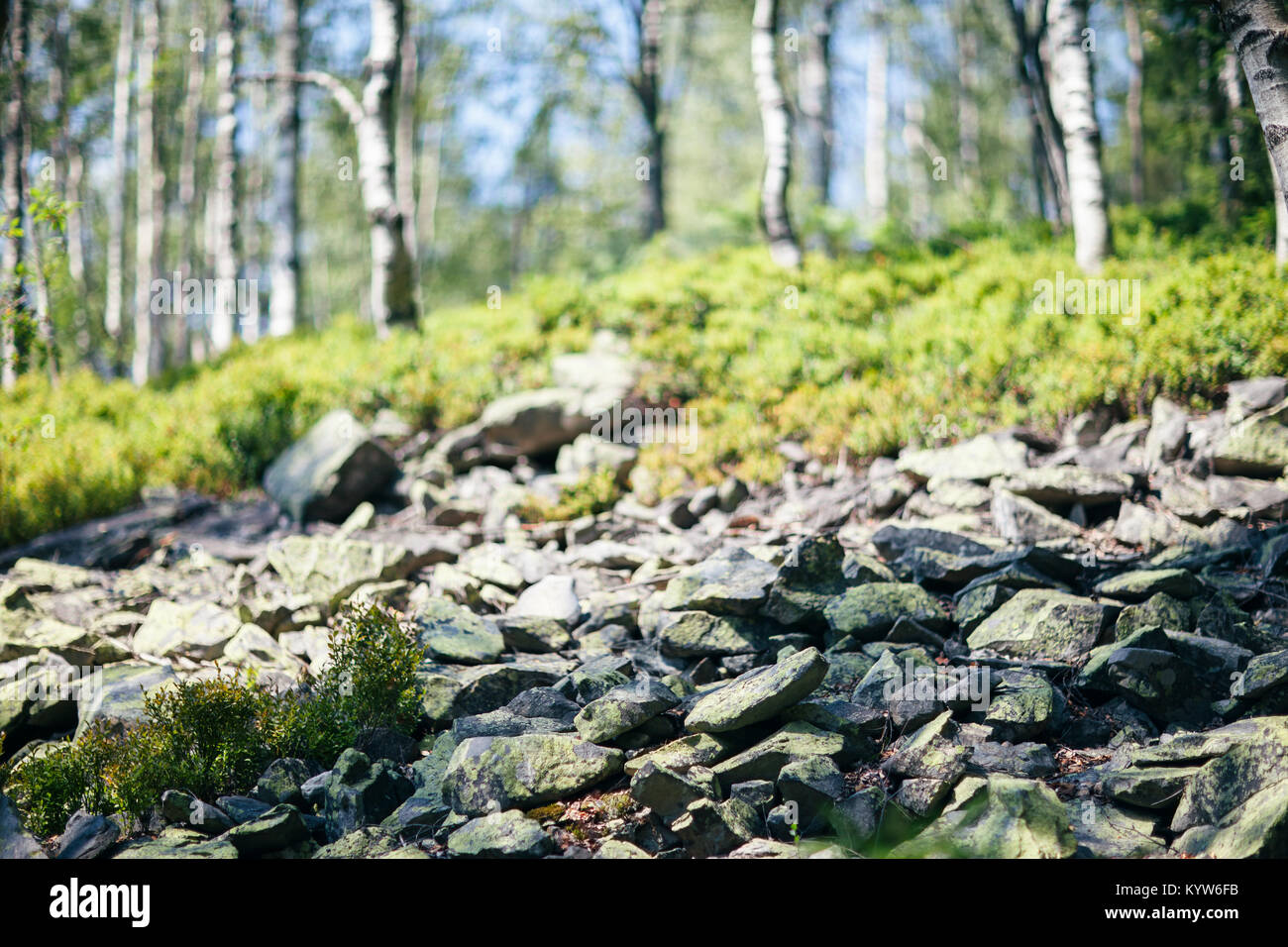 Pezzo di natura selvaggia con bush, pietre e di betulla closeup. Calma naturale paesaggio nella foresta sul giorno di sole. Serena, bel paesaggio panoramico. Natura backgr Foto Stock