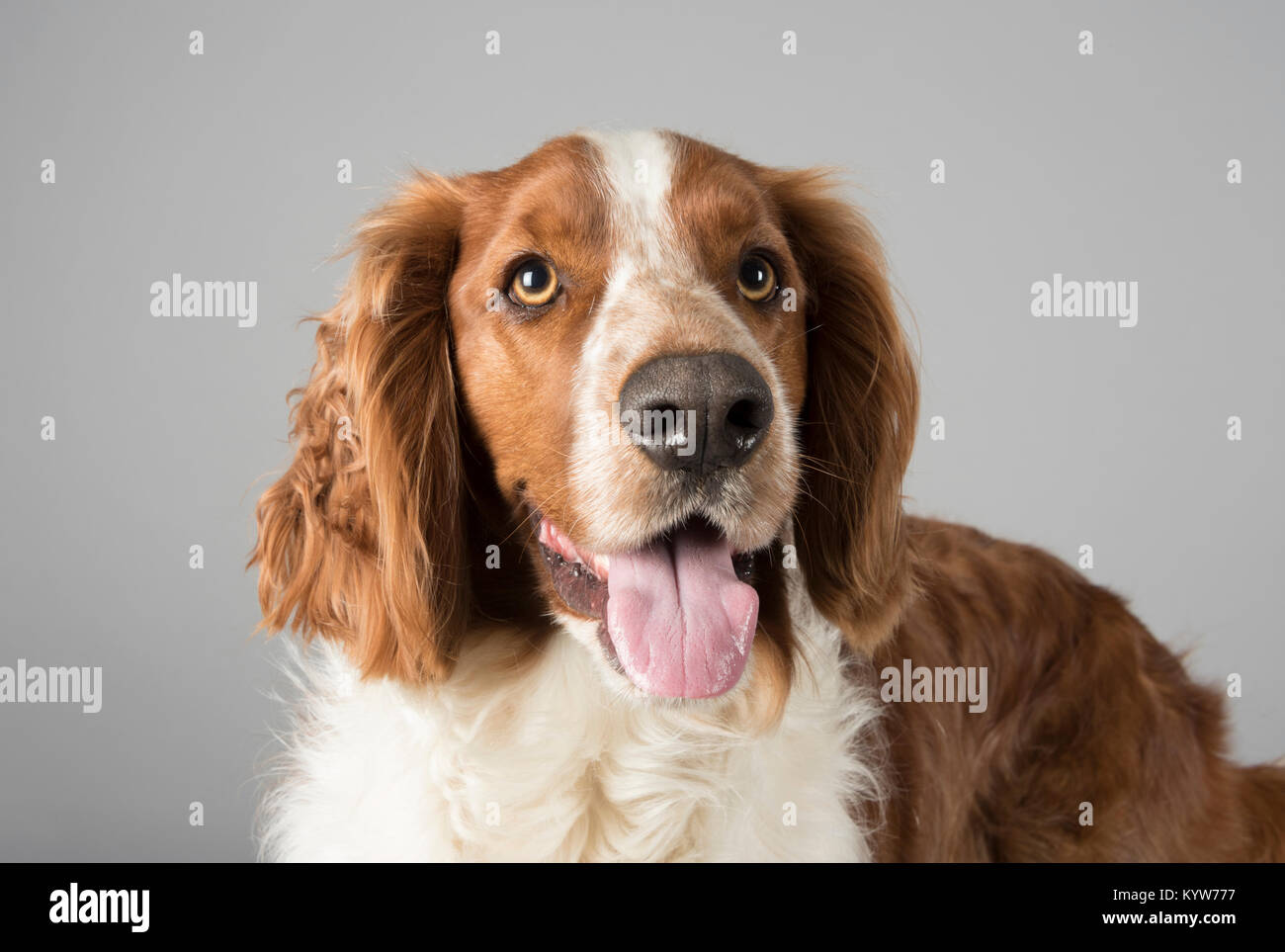 Ritratto di uno Springer Spaniel gallese, Regno Unito. Foto Stock
