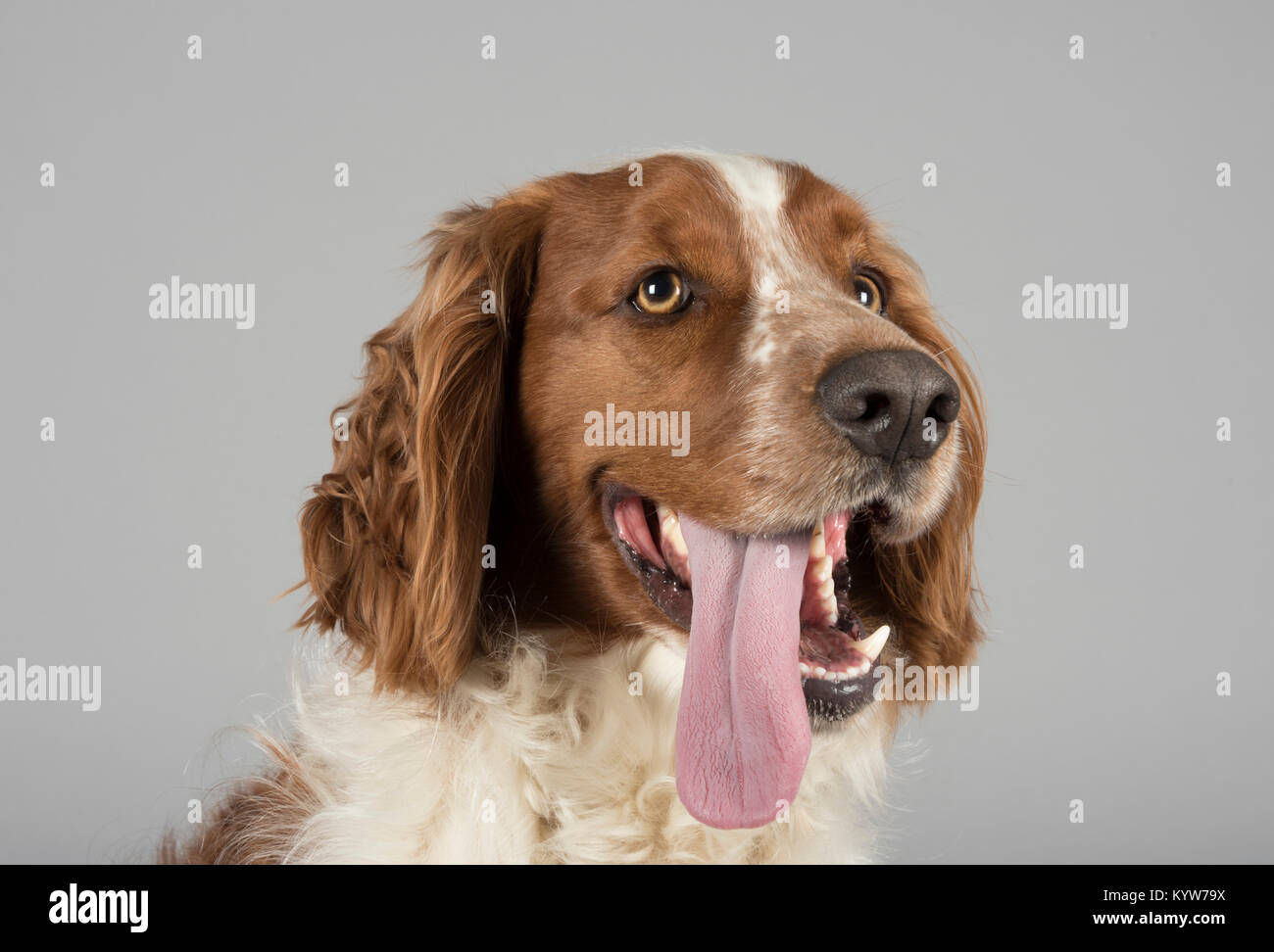 Ritratto di uno Springer Spaniel gallese, Regno Unito. Foto Stock
