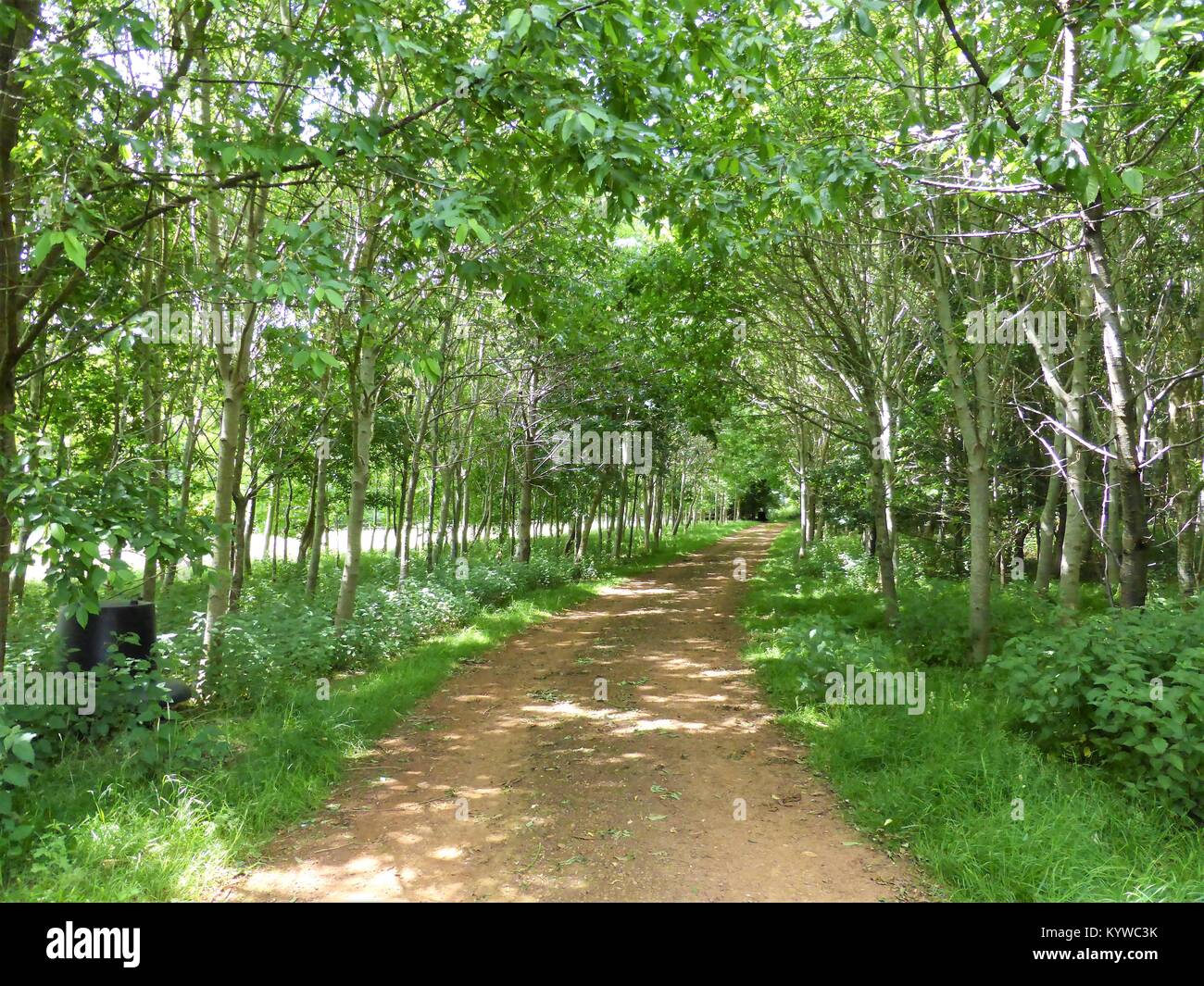Percorso di campagna nei boschi in Oxfordshire, Regno Unito. Foto Stock