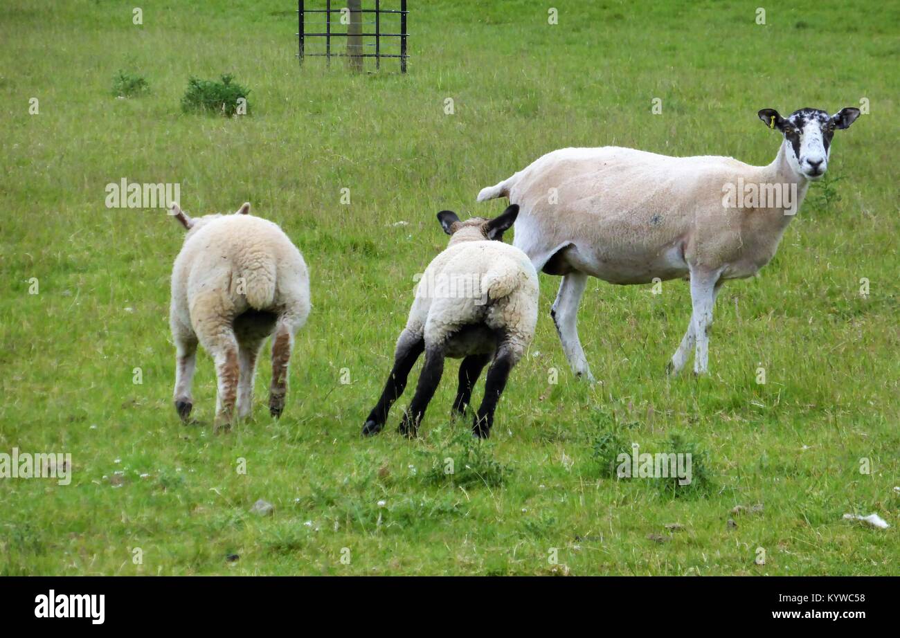 Esecuzione di pecore in un campo verde Foto Stock