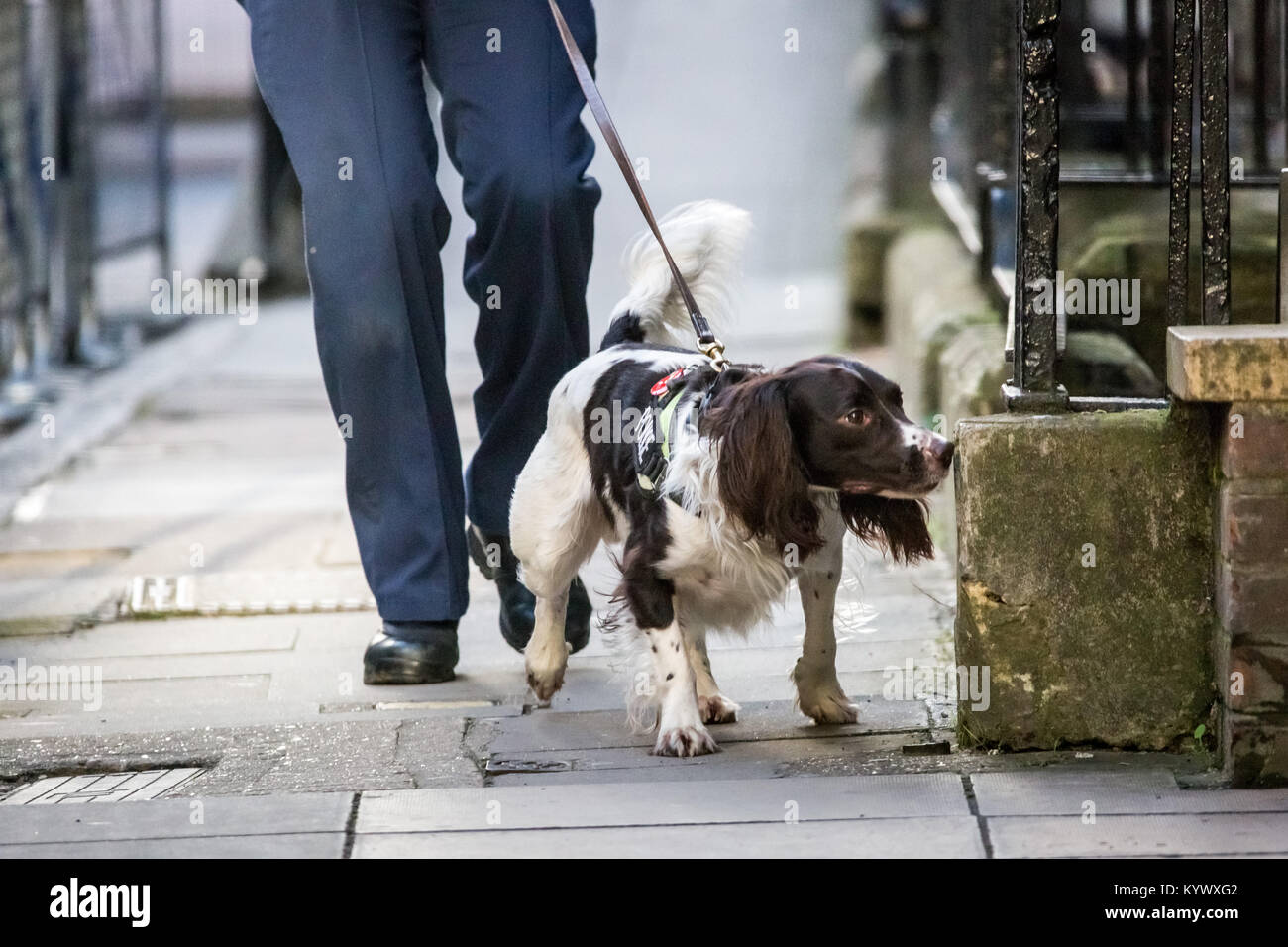 Londra, Regno Unito. Xvii gen, 2018. Una polizia sniffer cane esegue ricerche di sicurezza davanti alla duchessa di Cambridge, arrivial presso il Great Ormond Street Hospital di Londra ovest ad aprire ufficialmente il Mittal per bambini Centro Medico, home al nuovo Premier Inn edificio clinico. Credito: Guy Corbishley/Alamy Live News Foto Stock