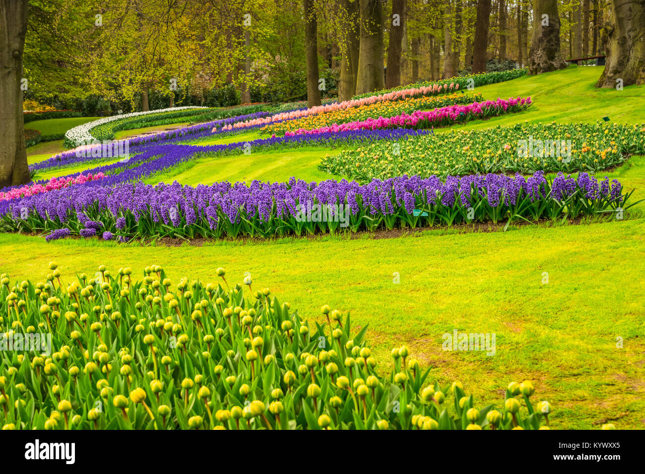 Fiori di Primavera in Olanda garden Foto Stock