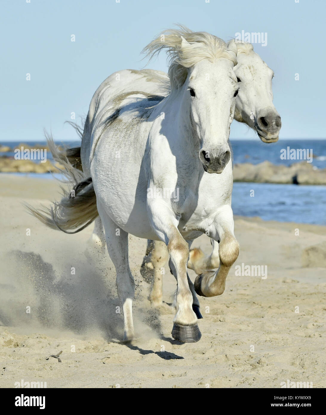 Ritratto del bianco in esecuzione Cavalli Camargue in Parc Regional de Camargue Foto Stock