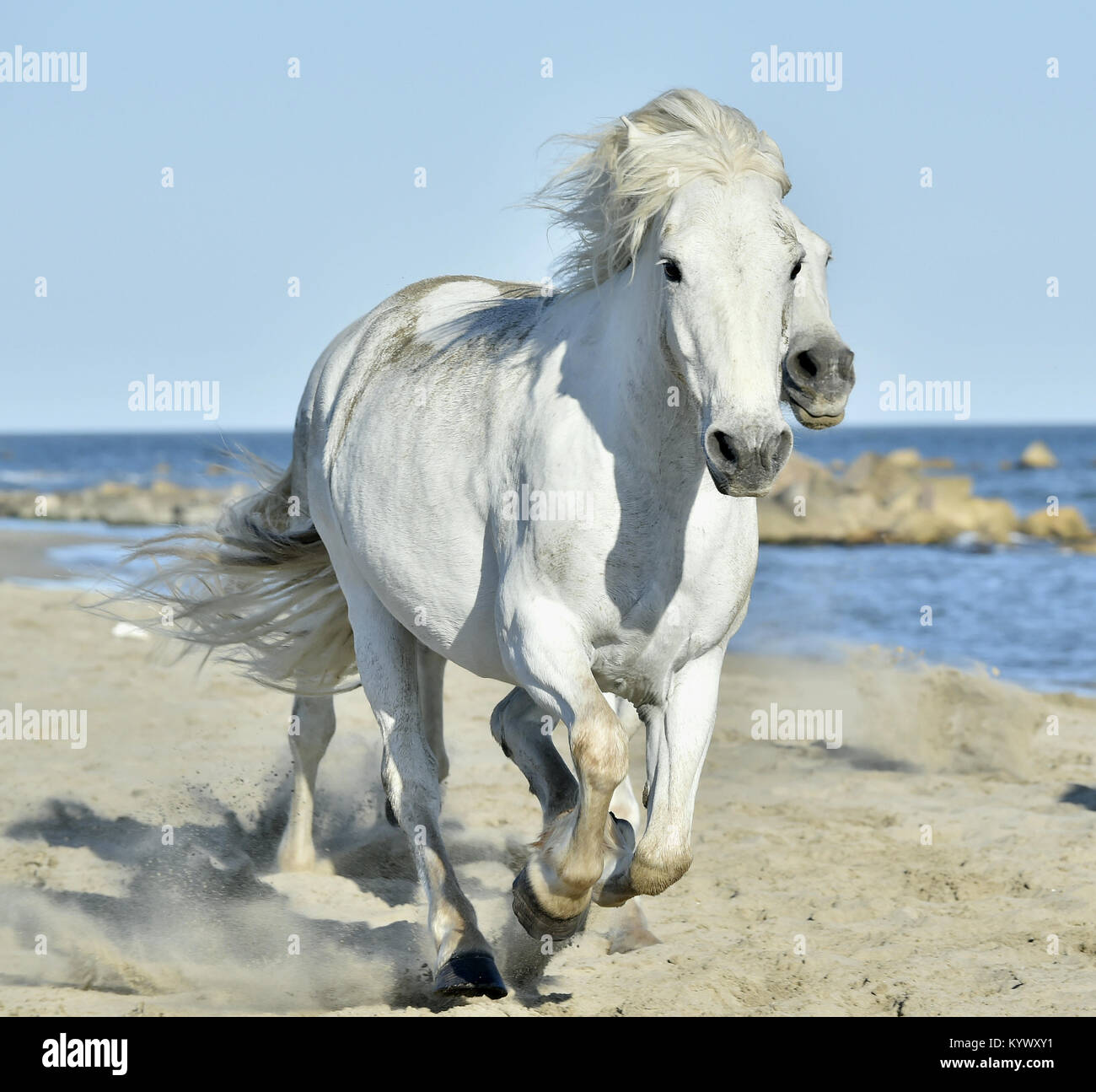 Ritratto del bianco in esecuzione Cavalli Camargue in Parc Regional de Camargue Foto Stock