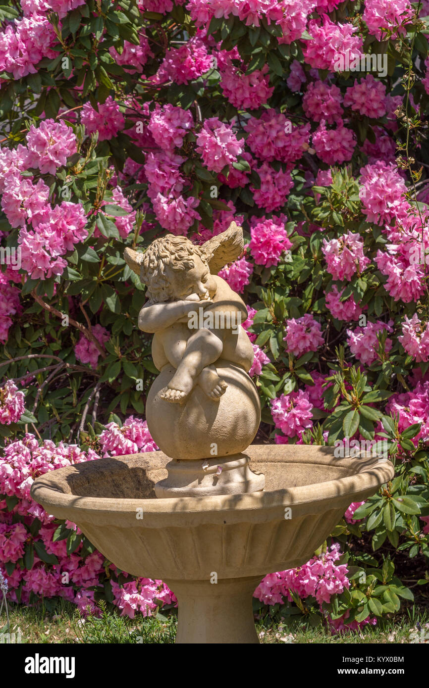 Azalea tranquillo giardino con argilla bagno degli uccelli e dai capelli ricci dormire cherubino alato seduto sulla sfera testa di appoggio sui bracci della cartella e le ginocchia. Foto Stock