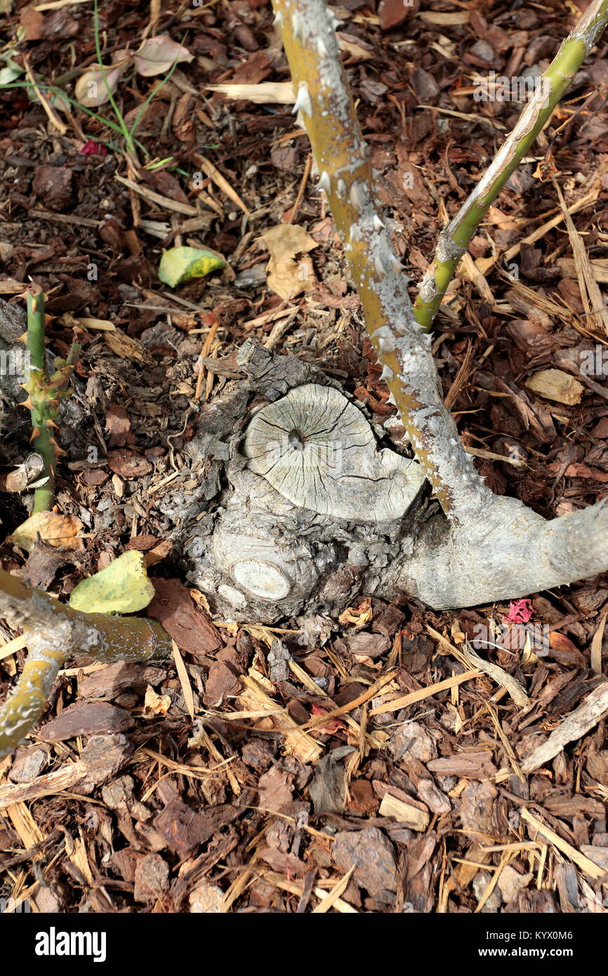 Potare i rami di rose a base di piante di rose Foto Stock