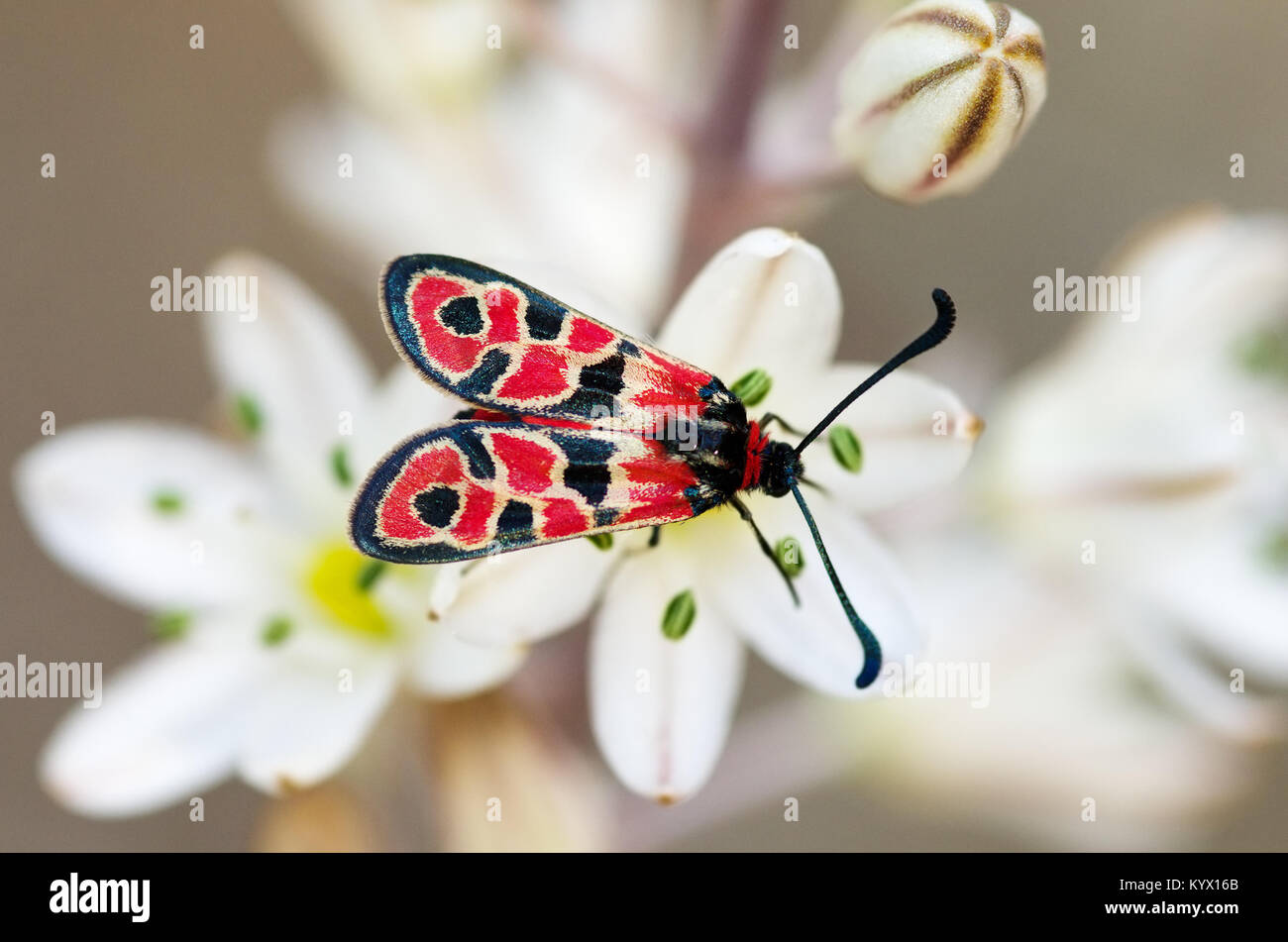 Giorno-battenti Burnett (falena Zygaena fausta) panoramica impostato su Asphodelus sp. Fiori. Cancellare ouf di messa a fuoco lo sfondo. Foto Stock