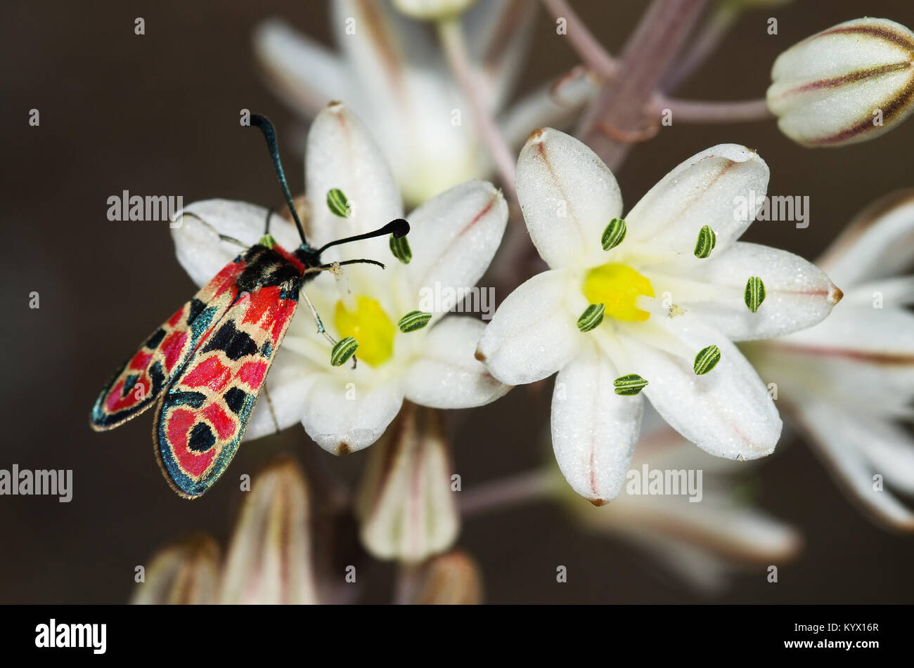 Giorno-battenti Burnett (falena Zygaena fausta) alimentazione su Asphodelus sp. fiori bianchi di verde stame. Dark ouf di messa a fuoco lo sfondo. Foto Stock