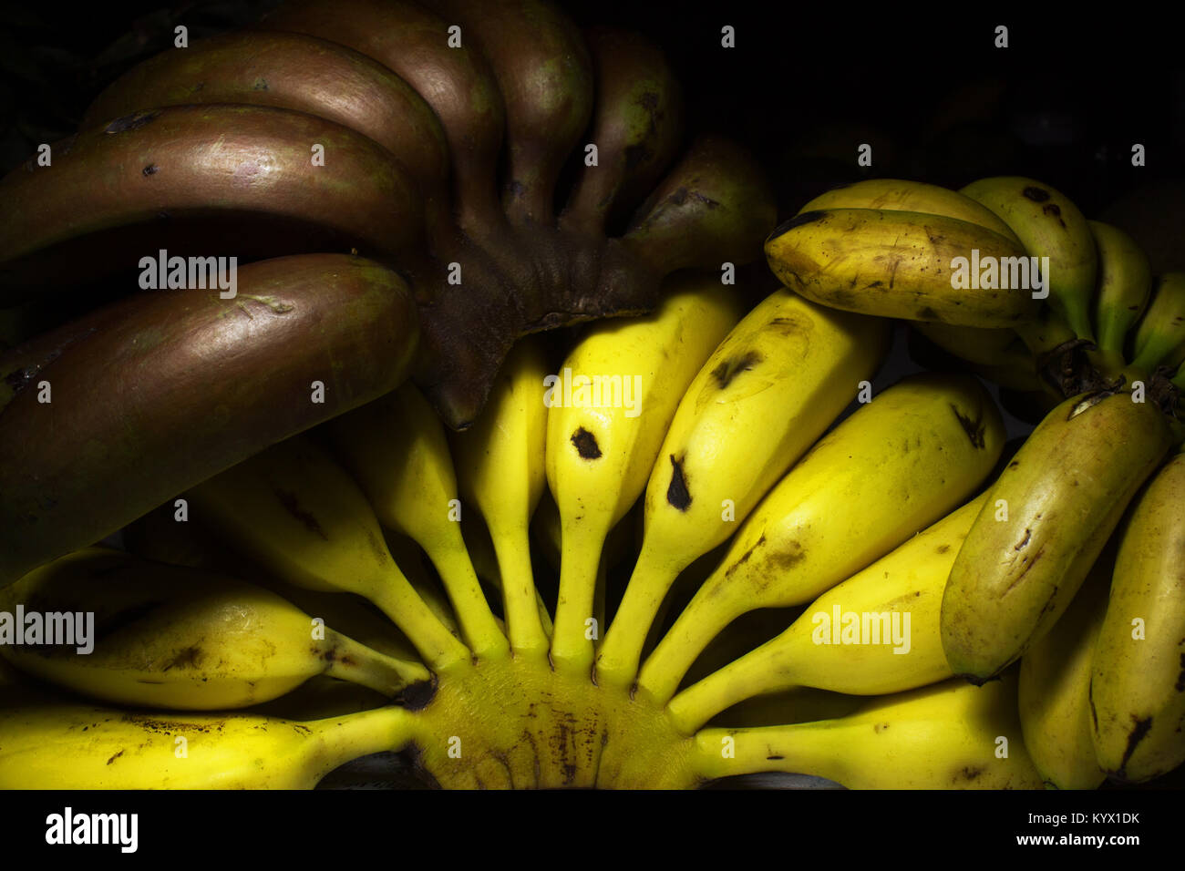 Cluster di Cavendish, rosso e mini pisang banane su uno sfondo nero sulla parte superiore di ciascun altro Foto Stock
