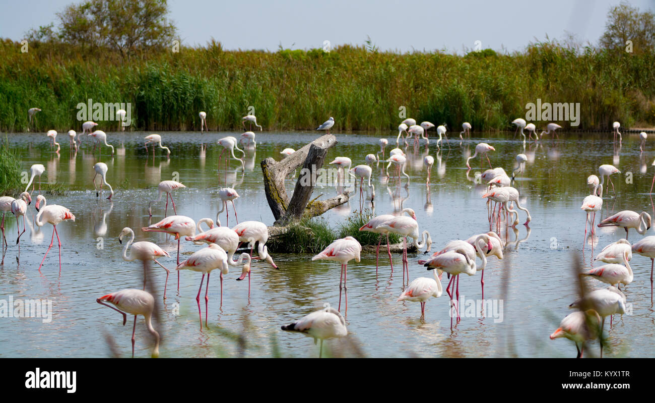 Gruppo di grande fenicottero rosa uccelli in acqua di lago nel parco nazionale della Camargue, Francia Foto Stock