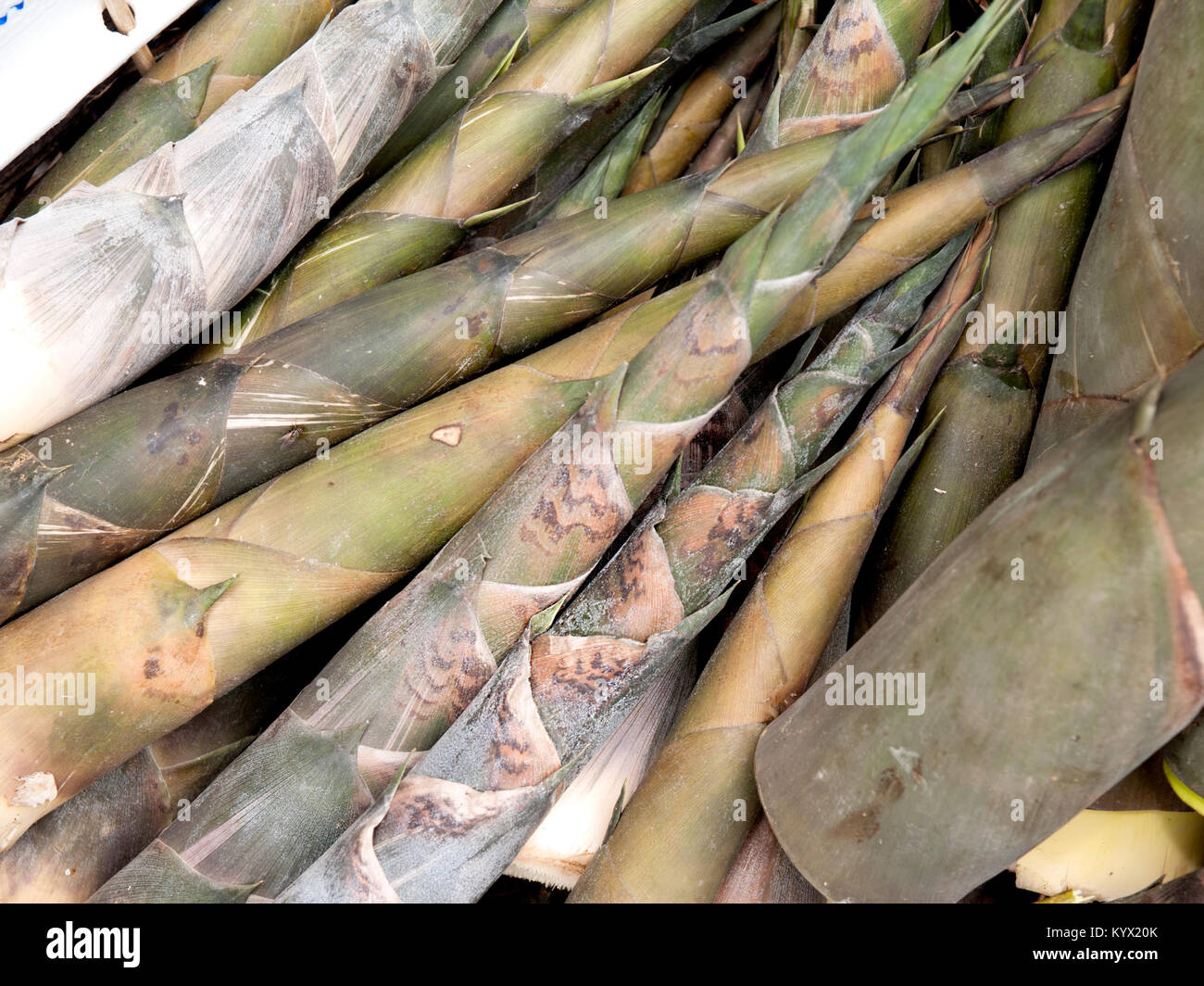 Bambù, utilizzato in molti tipi di cottura. Foto Stock